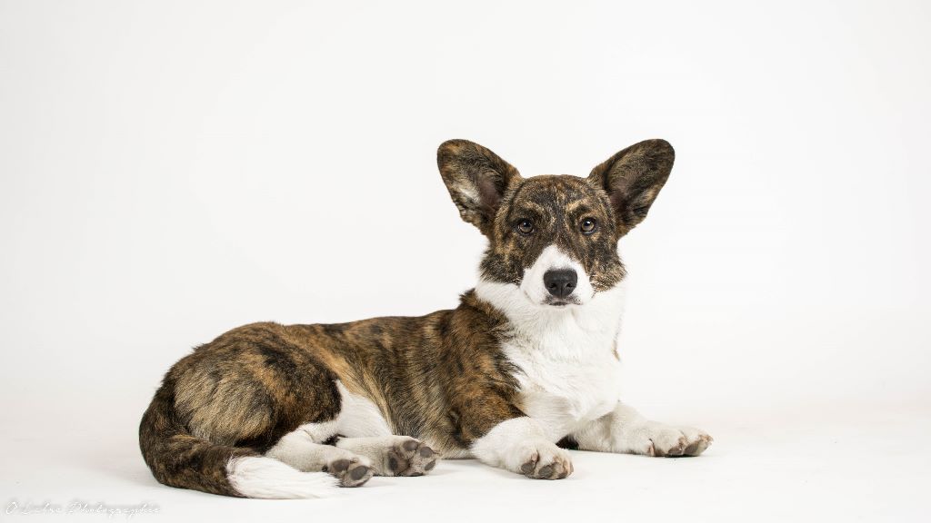 Leah drama queen De La Vallée De L'Aumance