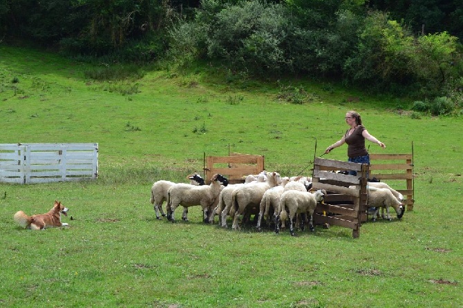 De La Vallée De L'Aumance - Stage de Troupeau