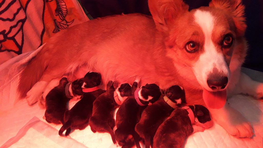 De La Vallée De L'Aumance - Welsh Corgi Cardigan - Portée née le 18/03/2018