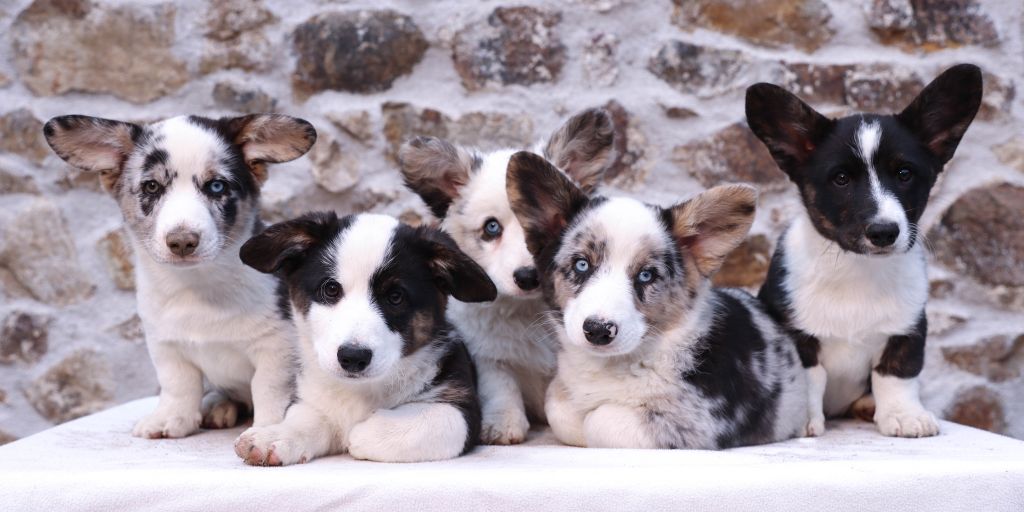 De La Vallée De L'Aumance - Welsh Corgi Cardigan - Portée née le 29/07/2019
