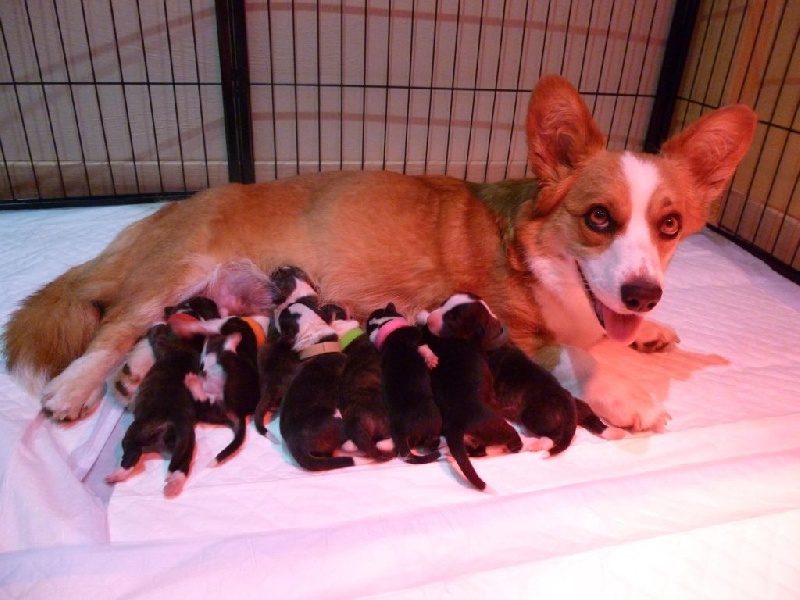 De La Vallée De L'Aumance - Welsh Corgi Cardigan - Portée née le 30/05/2015